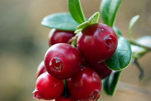 CRANBERRY EXTRACT